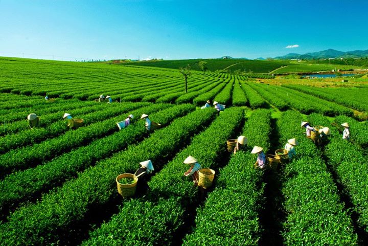 Bảo Lộc tôi chả có gì đâu!